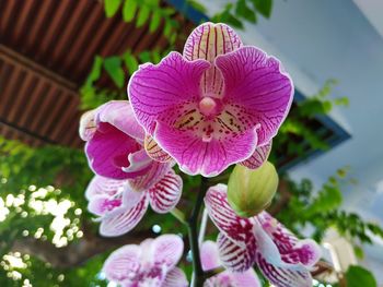 Close-up of pink flowering plant