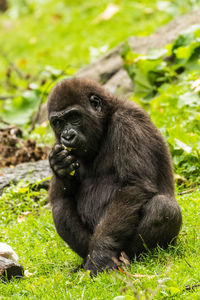 Monkey sitting on rock