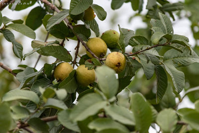 Low angle view of fruits hanging on tree
