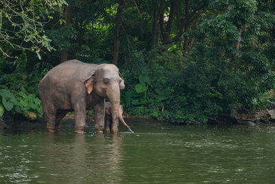 View of elephant in lake