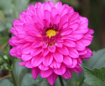 Close-up of pink flower blooming outdoors