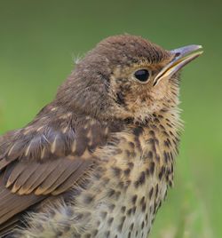 Close-up of a bird looking away