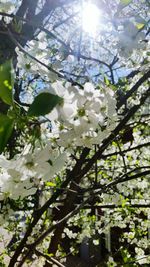 Low angle view of cherry blossoms in spring