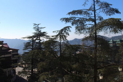 Low angle view of trees and buildings against sky