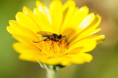 Close-up of housefly on yellow flower