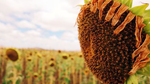 Close-up of sunflower on field against sky