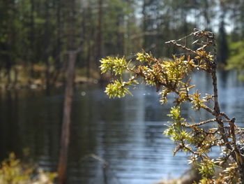 Close-up of flowering plant against lake