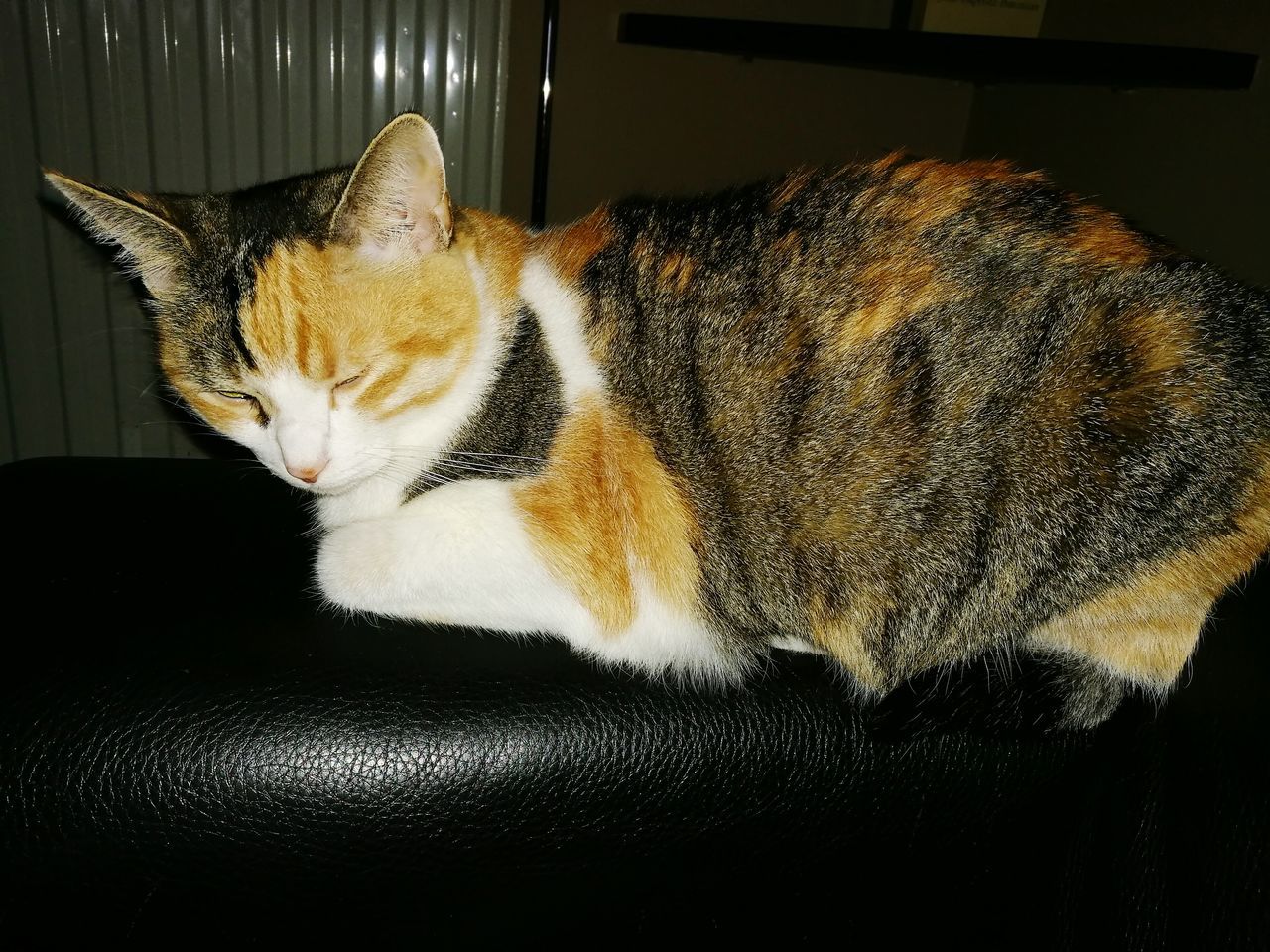 CLOSE-UP OF CAT LYING IN BLANKET