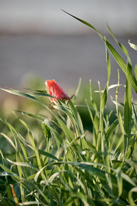 Close-up of red flowering plant