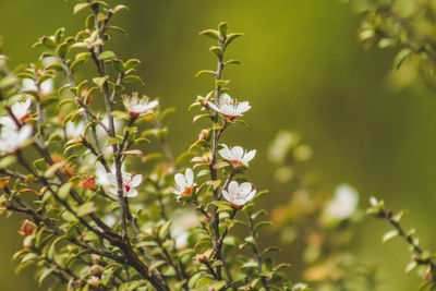 Close-up of white flowering plant