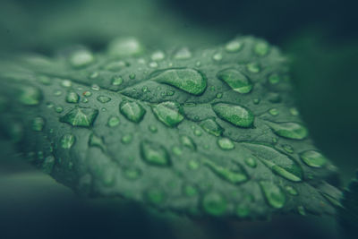 Close-up of raindrops on leaves