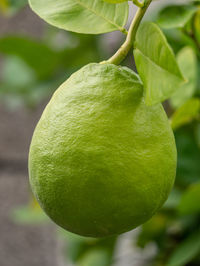 Close-up of fruit growing on tree