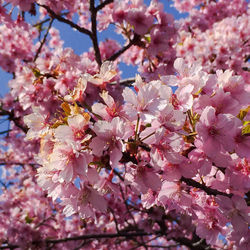 Low angle view of cherry blossom