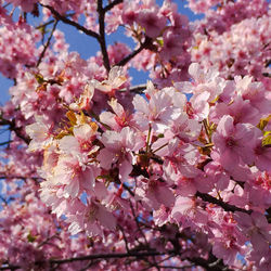 Low angle view of cherry blossom
