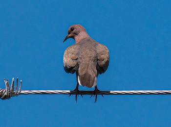 Low angle view of bird perching on cable against clear blue sky