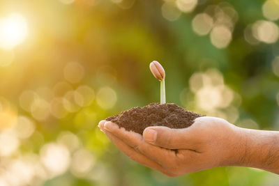 Close-up of hand holding plant