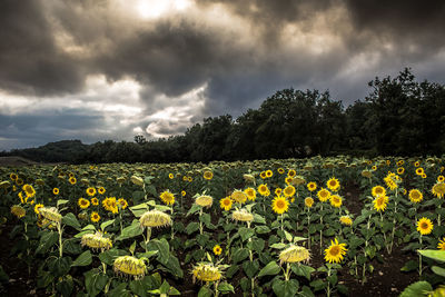 Scenic view of field against cloudy sky