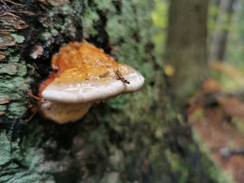 Close-up of mushroom growing on tree trunk