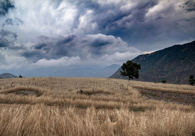 Scenic view of field against sky