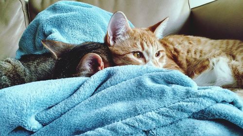 Cats nap in a blanket