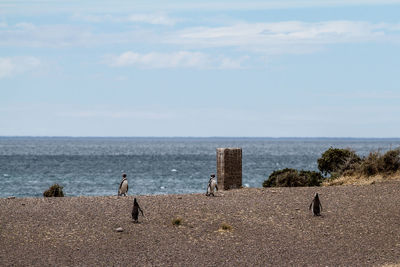 Penguins on beach against sky