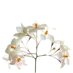 Close-up of white flowers over white background