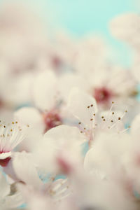 Full frame shot of cherry blossom