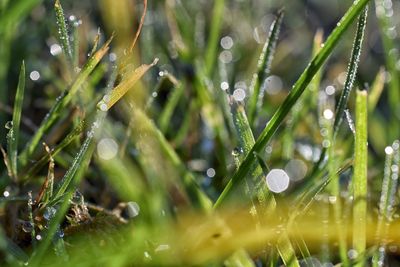 Close-up of wet plants during rainy season