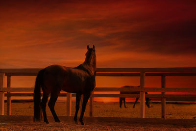 Horse standing in ranch against orange sky