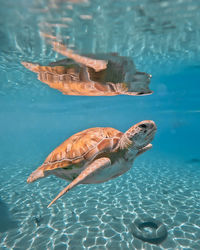 Turtle swimming in sea