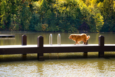 Nova scotia duck tolling retreiver walking on dock 