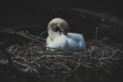 Close-up of swan in nest