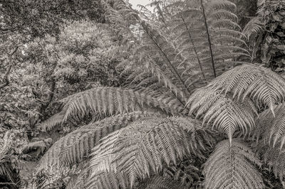 Close-up of plants