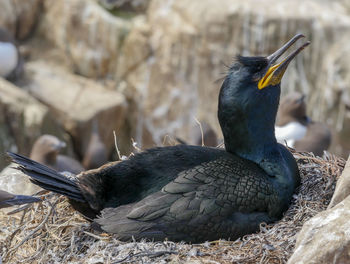 Close-up of bird perching on a cliff