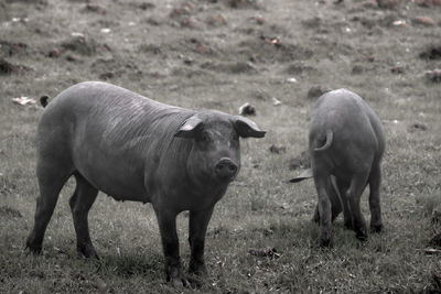 Sheep standing in a field