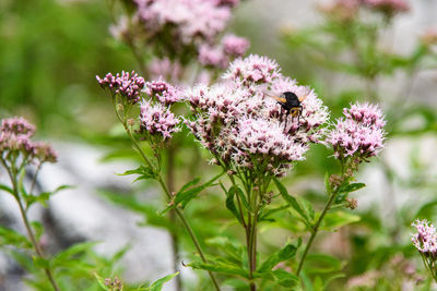 Close-up of bee on pink flowers