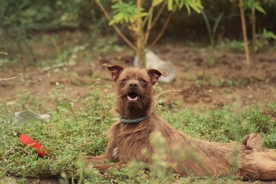 Portrait of dog on field