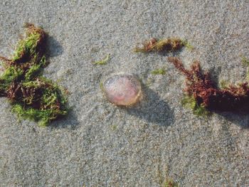 High angle view of crab on sand