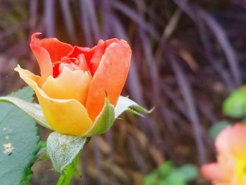 Close-up of rose blooming