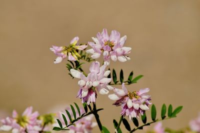 Close-up of pink flowering plant