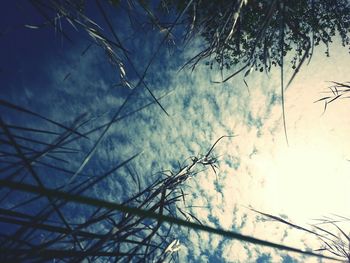 Low angle view of bare tree against sky