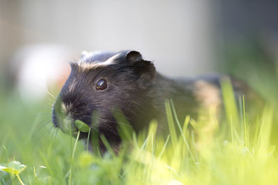Close-up of guinea pig on grassy field