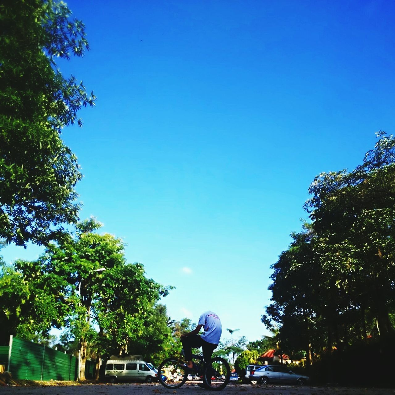 LOW ANGLE VIEW OF TREES AGAINST CLEAR BLUE SKY