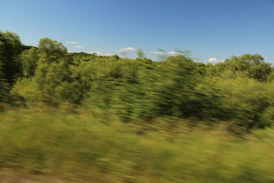 Scenic view of trees growing on field against sky