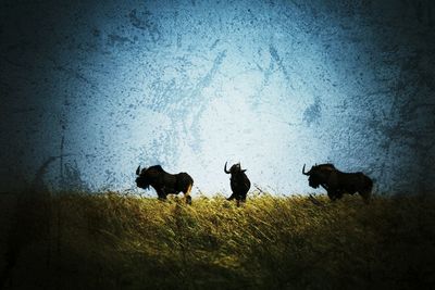 Sheep grazing on field