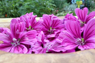 Close-up of flowers blooming outdoors