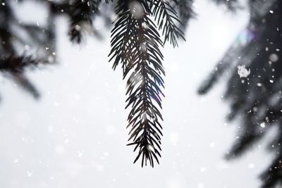 Low angle view of tree against sky during winter