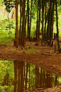 Scenic view of lake in forest