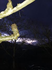 Close-up of bare tree against sky at night