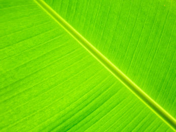 Full frame shot of banana leaf